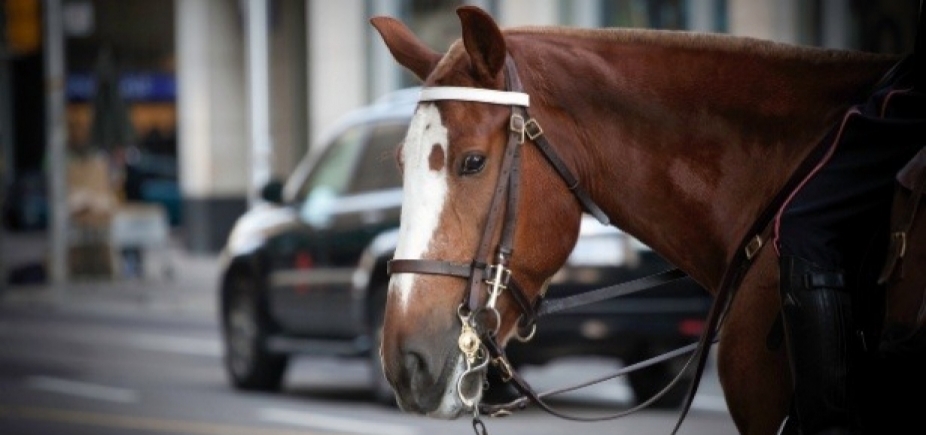 Cavalo vai parar na delegacia após dar coice em carro: "Crime de dano"