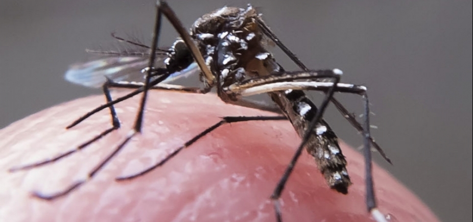 Casos de zika no Brasil diminuem 92% em 2017; dengue e chikungunya também têm queda