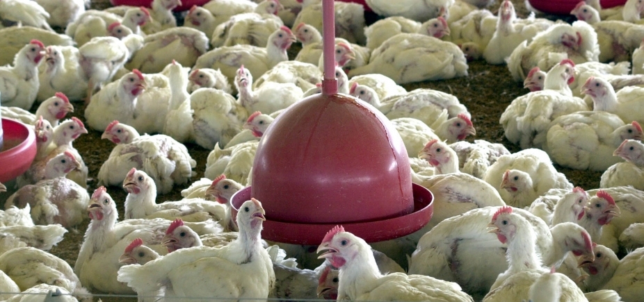 Após ʹCarne Fracaʹ, Brasil deixa de exportar 200 mil toneladas de carnes de frango e porco