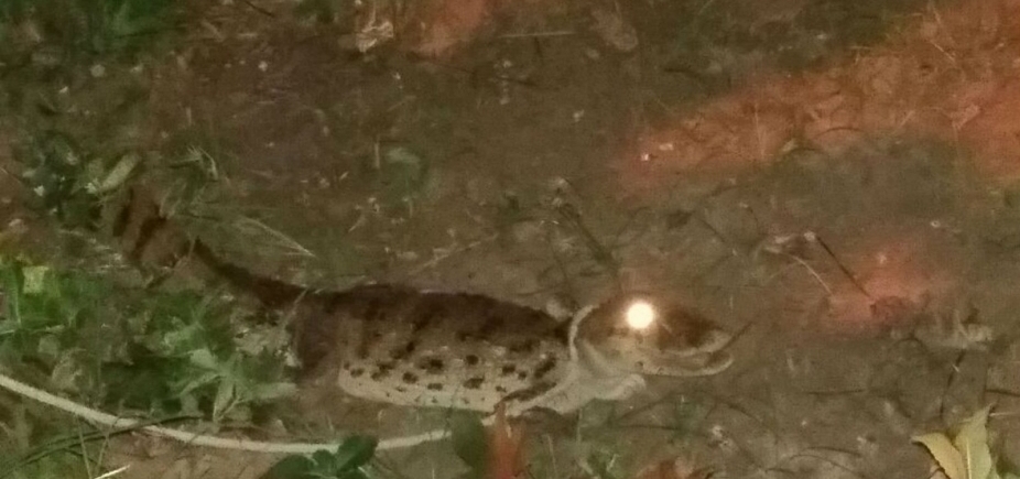 Itamaraju: Moradores encontram 3º jacaré nas ruas em menos de um mês