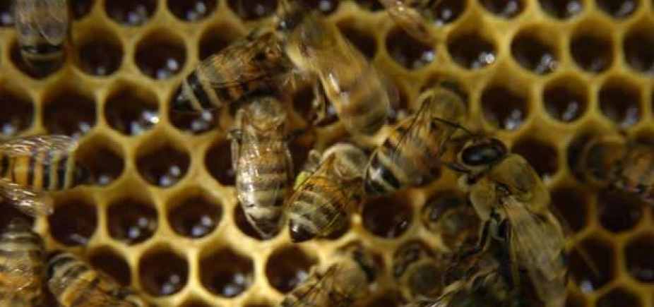 Bebê de um ano morre e 3 irmãos ficam feridos após ataque de abelhas