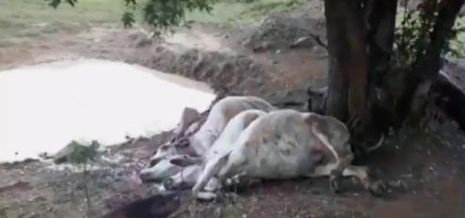 Animais morrem após receberem descarga elétrica de raio no sudoeste da Bahia