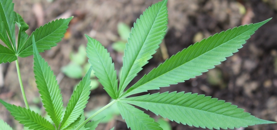 Empresários estudam possibilidades de plantar maconha no Piauí