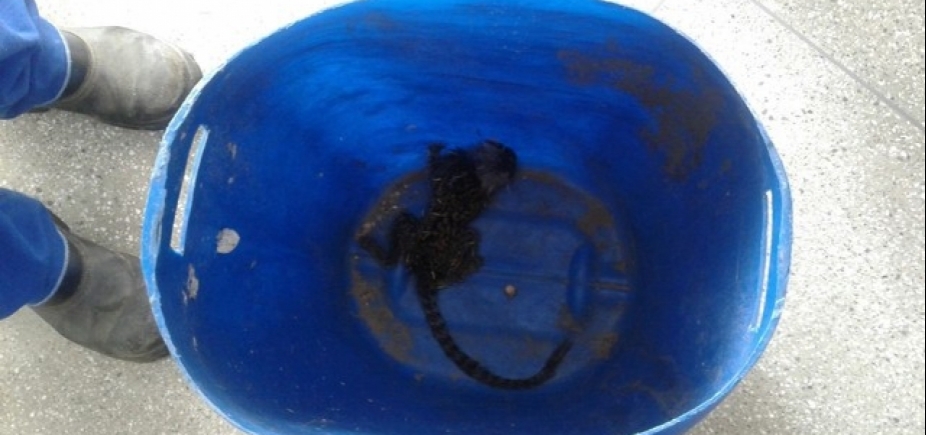 Órgãos investigam morte de macaco em comunidade de Pau da Lima