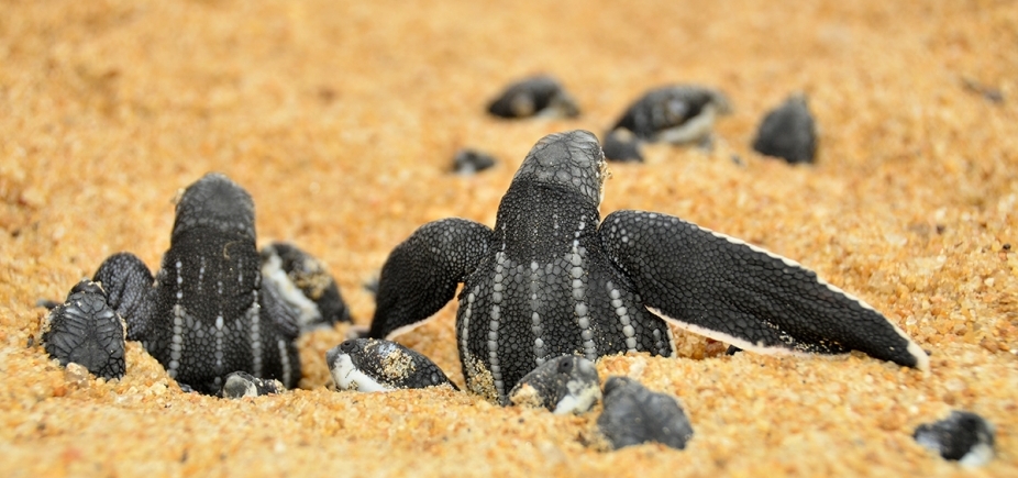 Tartarugas marinhas voltam a desovar em praia de Salvador após 30 anos