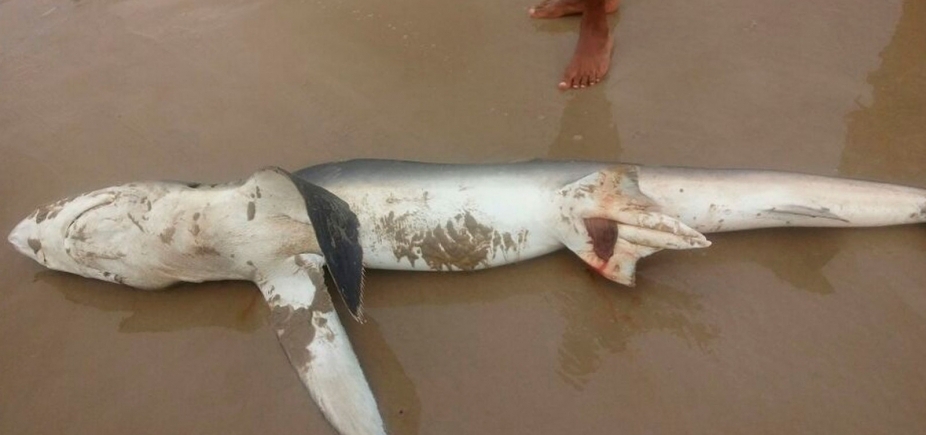 Tubarão é encontrado morto em praia de Ilhéus