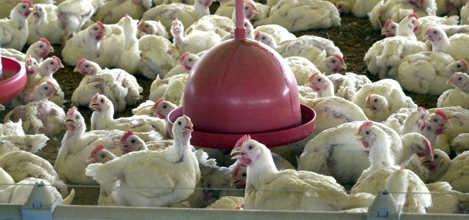 UE proíbe importação de frango de 20 frigoríficos brasileiros