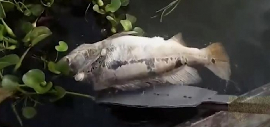 Pescadores encontram vários peixes mortos no Rio Joanes, em Lauro de Freitas