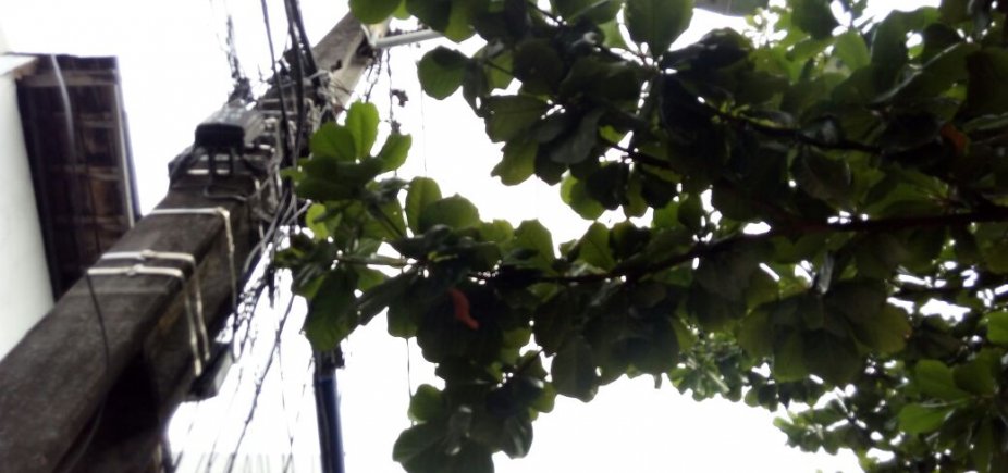 Morador cobra poda de árvore na Cidade Nova: 'Galhos na rede elétrica' 