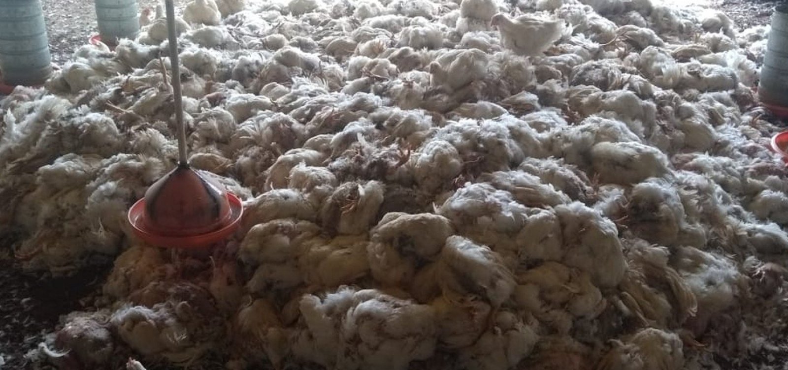Granjas ficam sem alimentos e milhares de frangos morrem na Bahia
