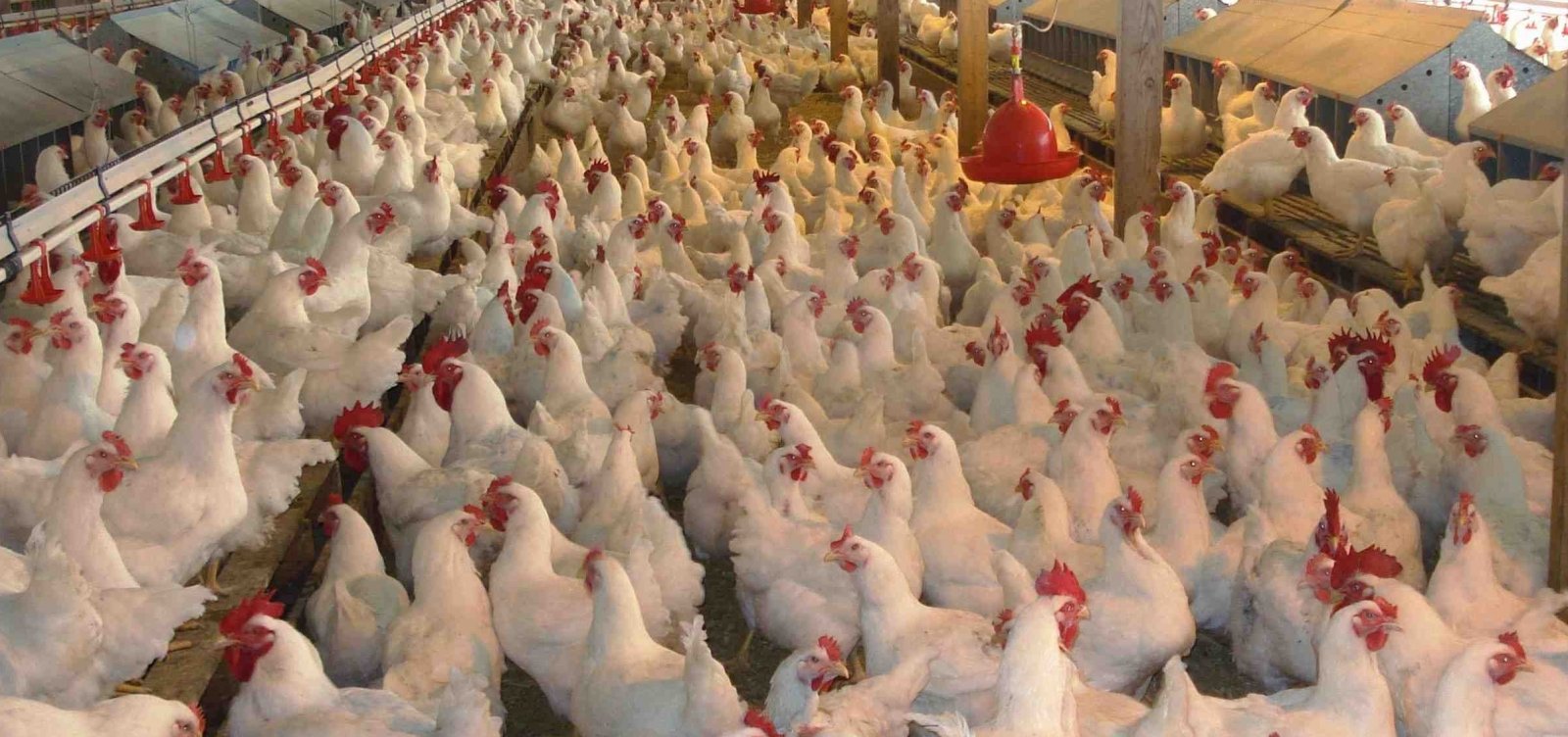 Aves podem começar a morrer a partir de hoje por falta de ração, diz associação