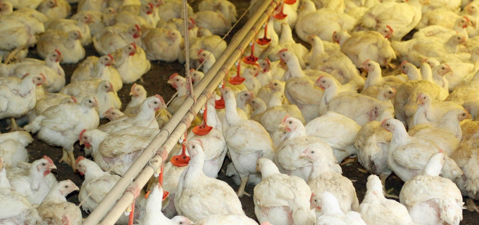 Com greve, perda na agropecuária é de pelo menos R$ 4,28 bi