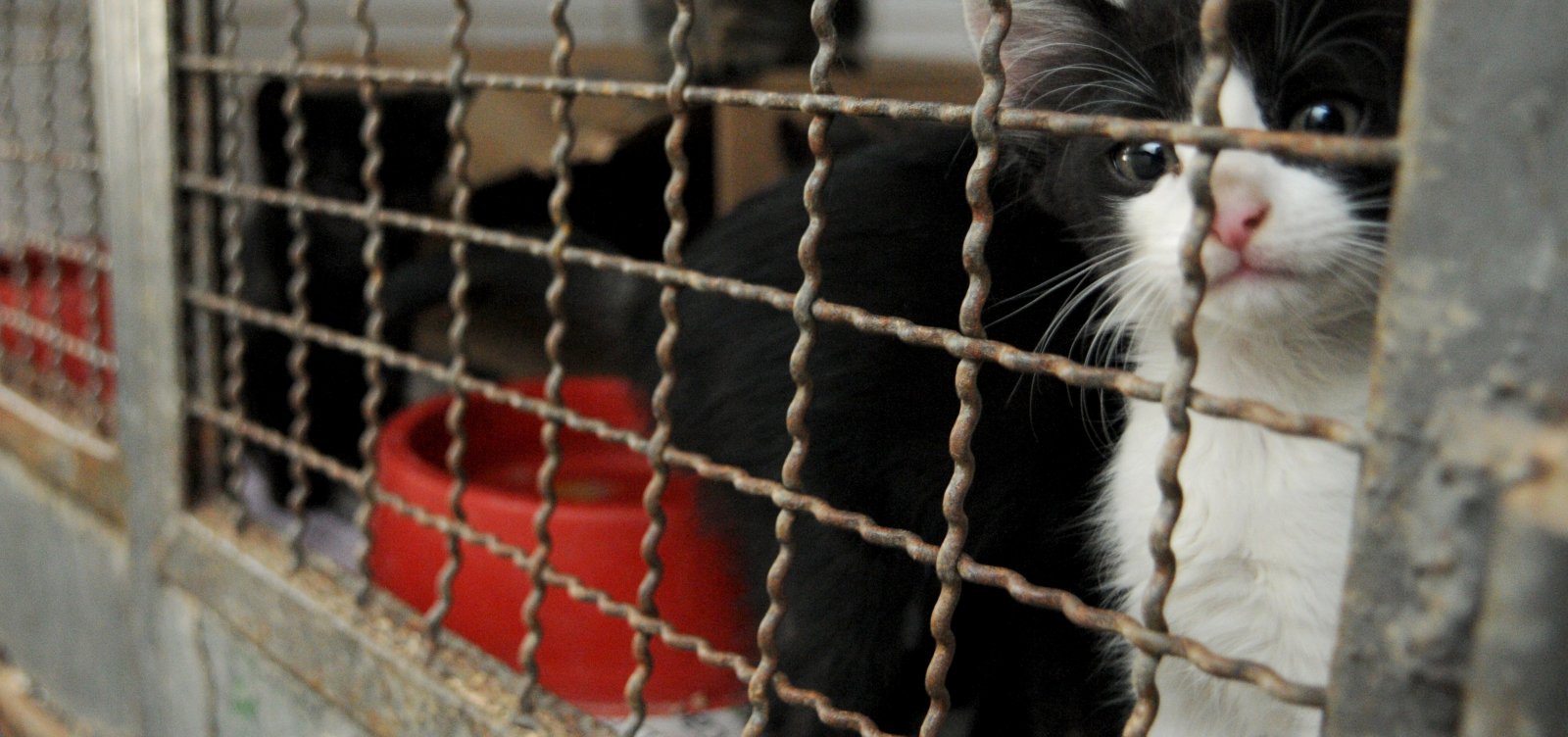 Abrigo realiza campanha de adoção de cachorros e gatos vira-latas em Salvador