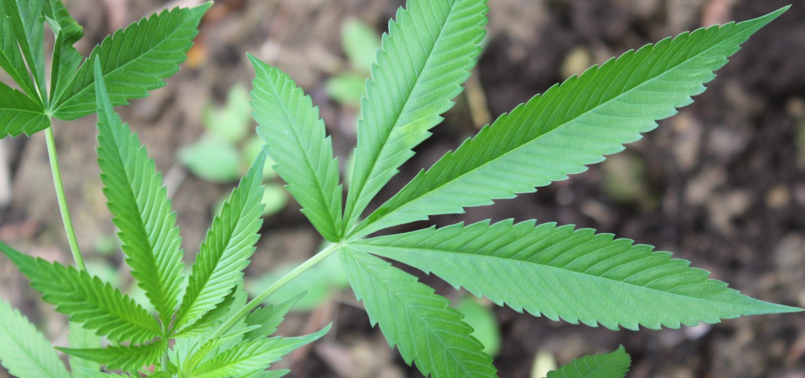 Senado do Canadá aprova lei que legaliza a maconha