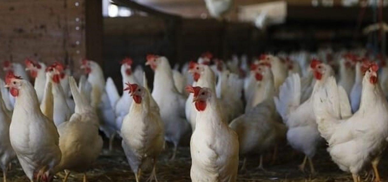 China impõe medidas sobre importação de frango brasileiro