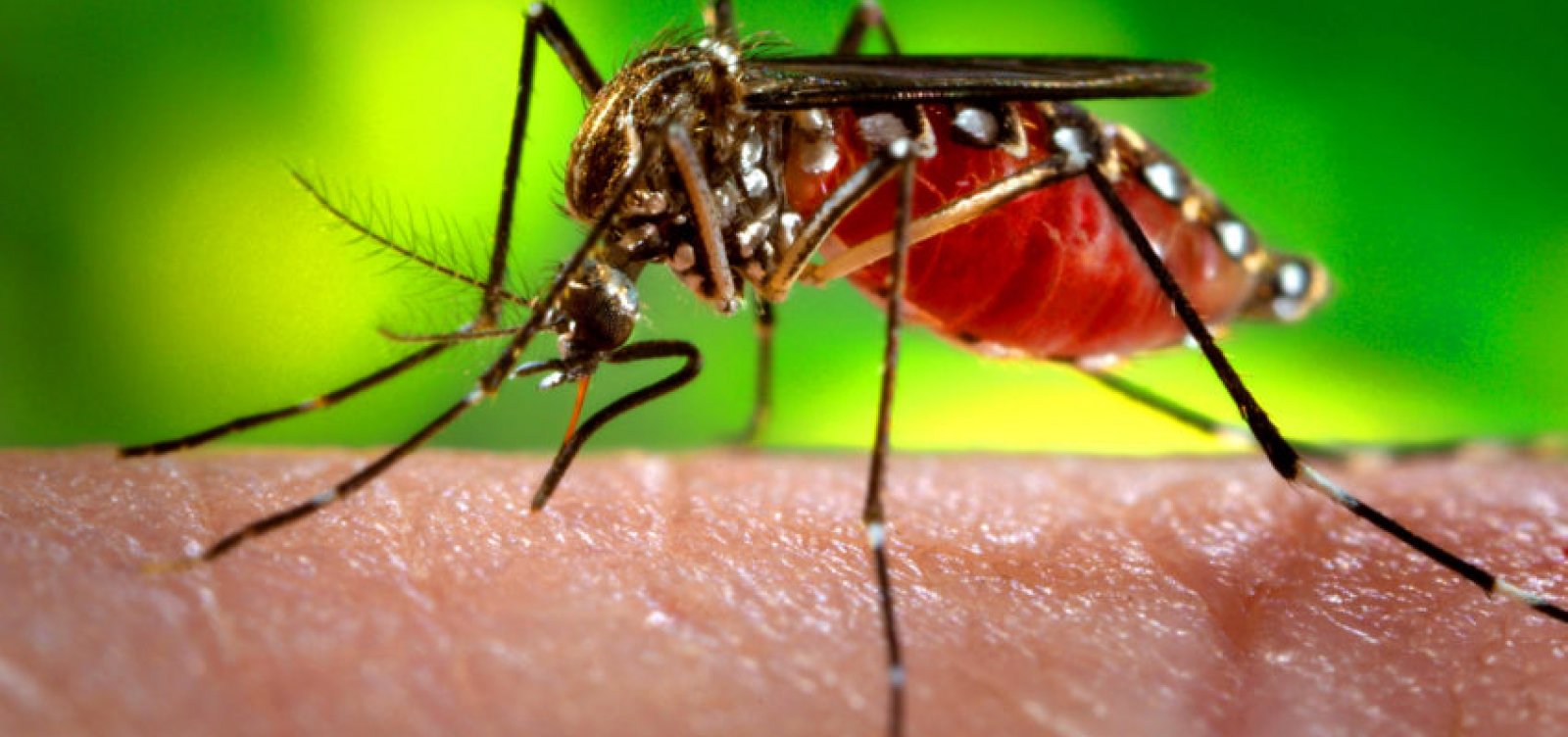 Instituto Butantan obtém patente para produção de vacina contra dengue