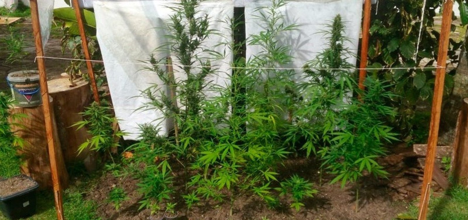 Pés de maconha são descobertos em quintal de casa em Santa Cruz Cabrália