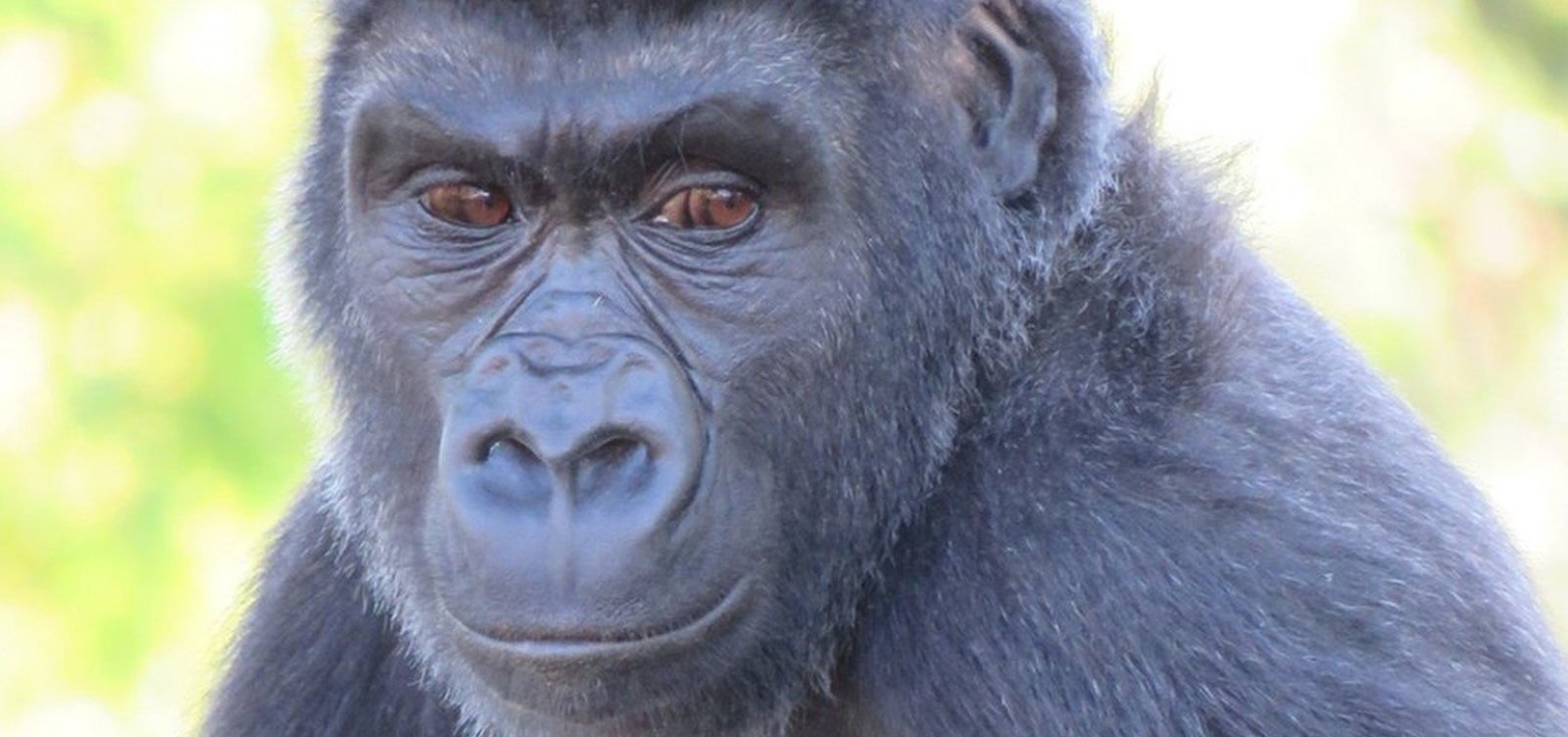 Zoológico descobre que gorila de 7 anos é, na verdade, fêmea