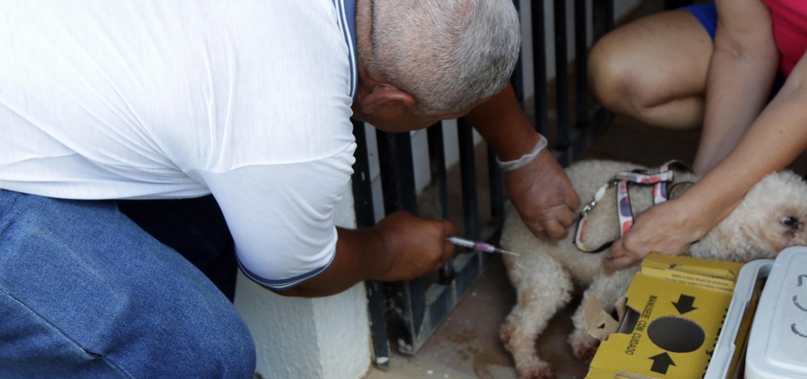 Campanha de vacinação animal da prefeitura começa na próxima terça-feira