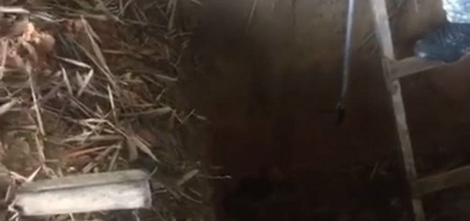 Jararacas são resgatadas em fossa no bairro de Mussurunga; vídeos