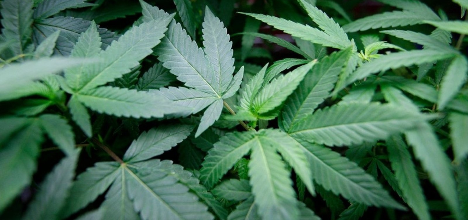 Governo britânico afirma que vai estudar liberação de maconha medicinal