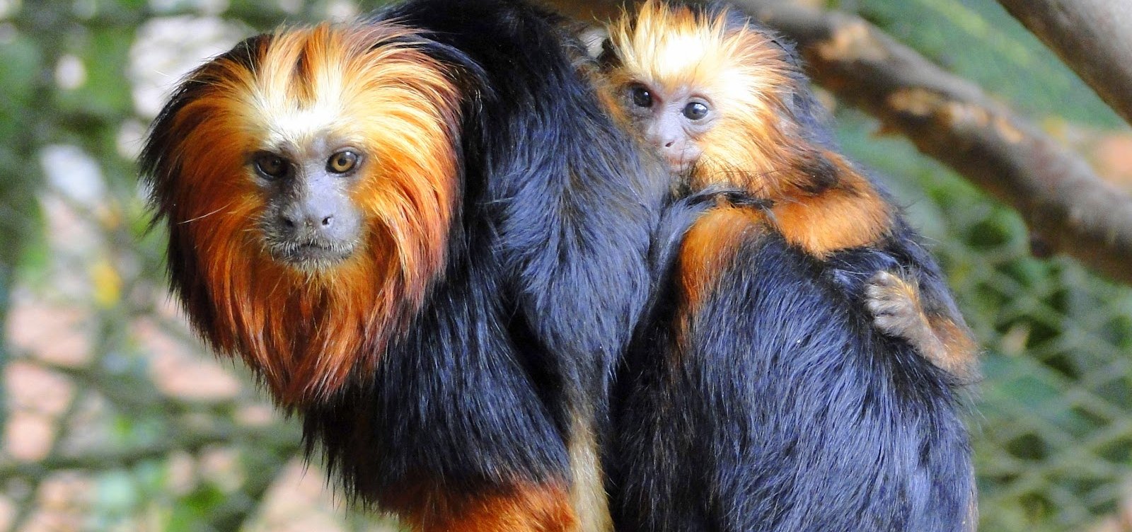 Espécie de macaco em extinção é resgatada no sul da Bahia