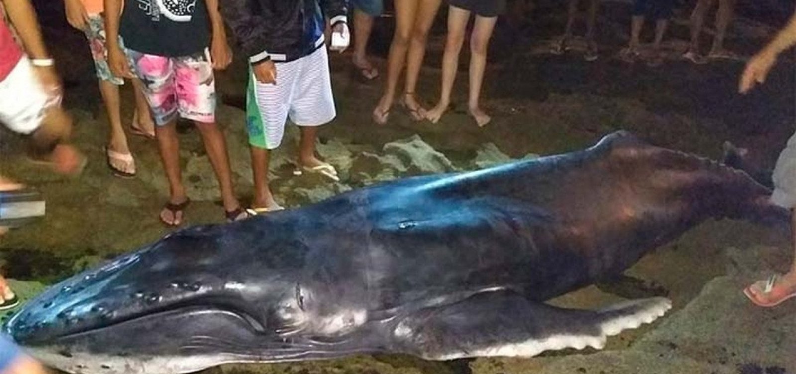 Filhote de baleia jubarte morre após encalhar no sul da Bahia