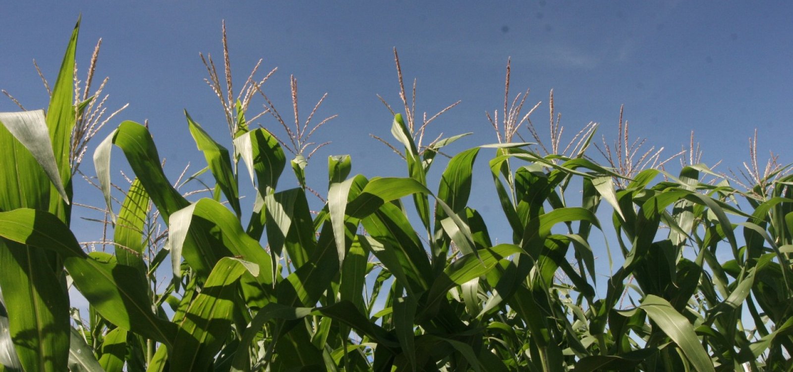 Safra baiana cresce e produção de grãos bate recorde em 2018