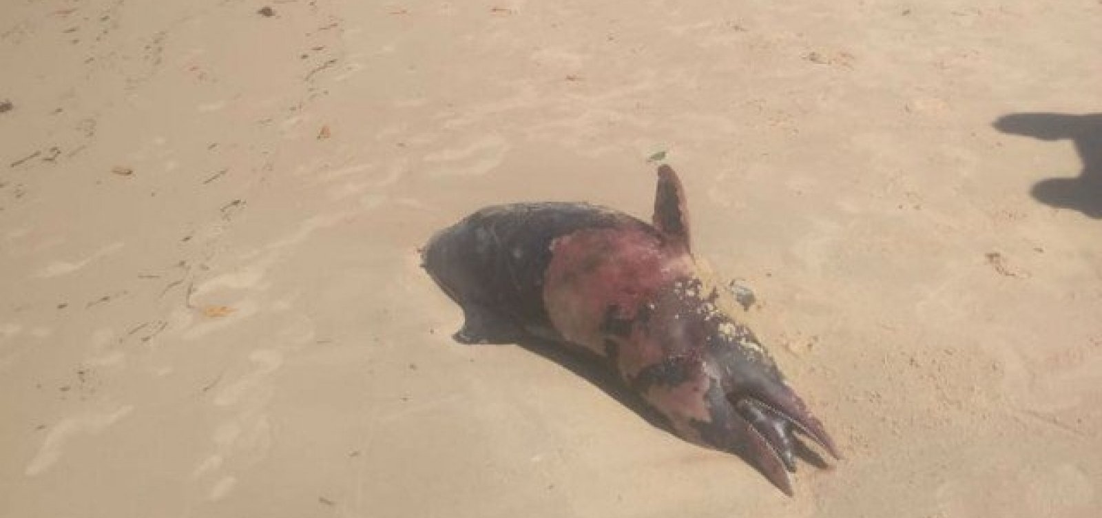 Golfinho é encontrado morto em praia de Porto Seguro