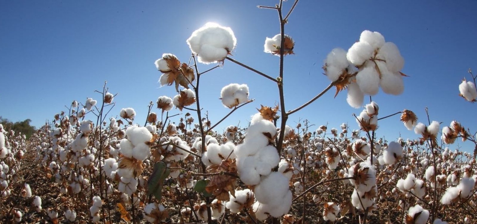 Mais de 75% do algodão produzido na Bahia é certificado como sustentável