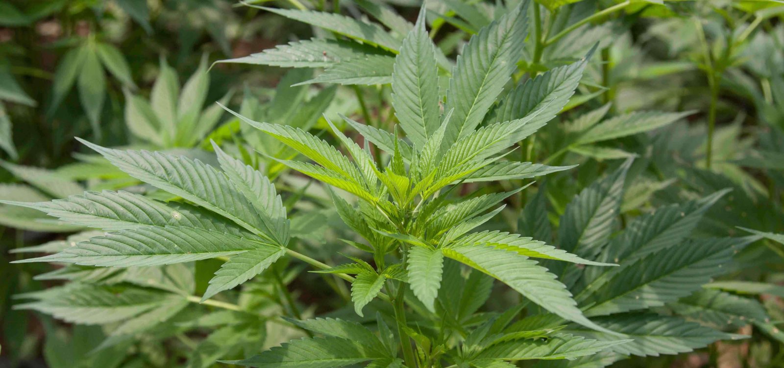 Governo britânico anuncia liberação do uso medicinal da maconha