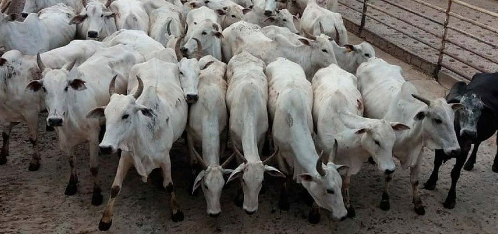 Empresa é multada por transportar 165 bovinos com documentação falsa
