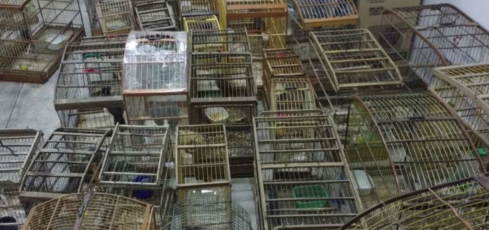 Inema apreende 500 pássaros em operação contra tráfico de animais silvestres