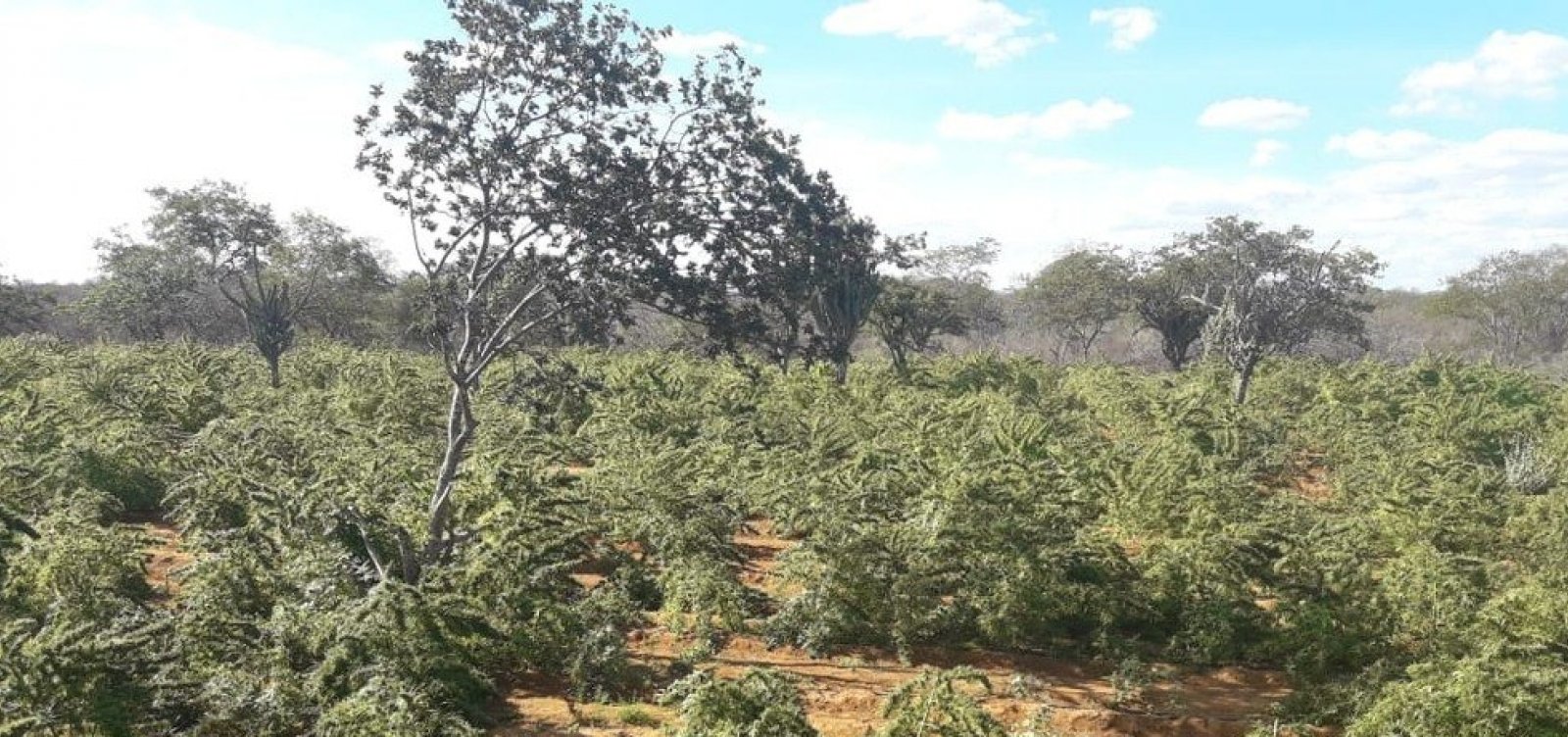 Cem mil pés de maconha e 1 tonelada de droga prensada são apreendidos em Campo Formoso