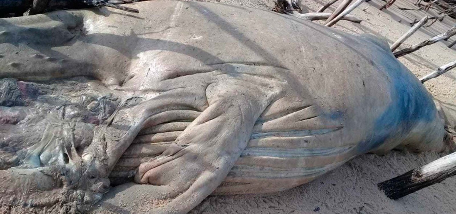 Mais uma baleia jubarte é achada morta em Prado