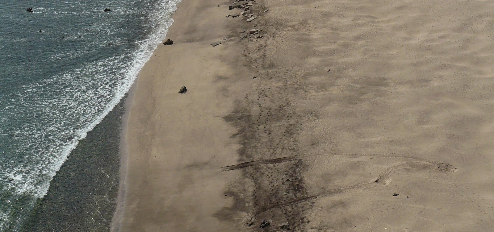Em uma semana, 17 tartarugas são achadas mortas na costa da Bahia