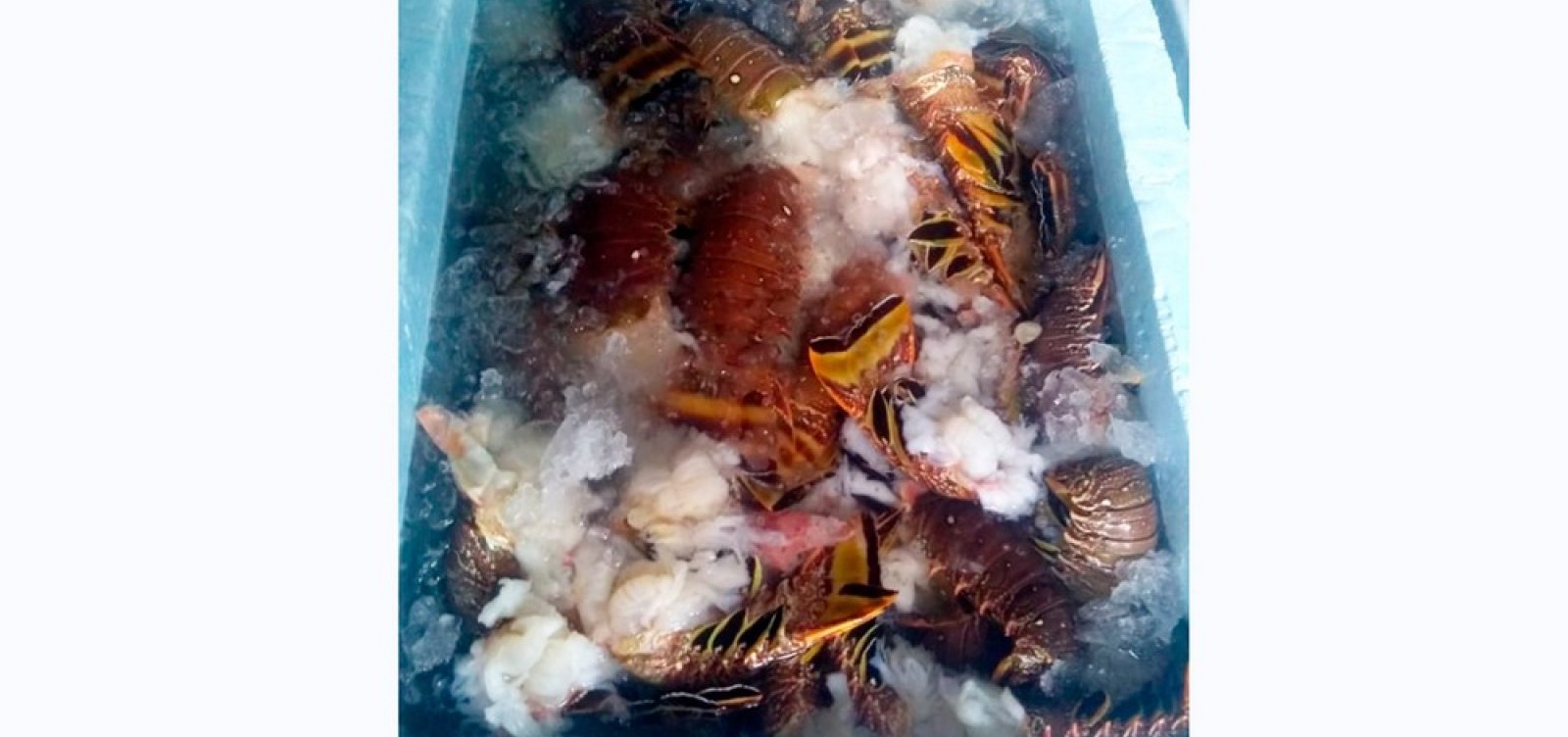 Quase quatro toneladas de lagosta são apreendidas em Alcobaça