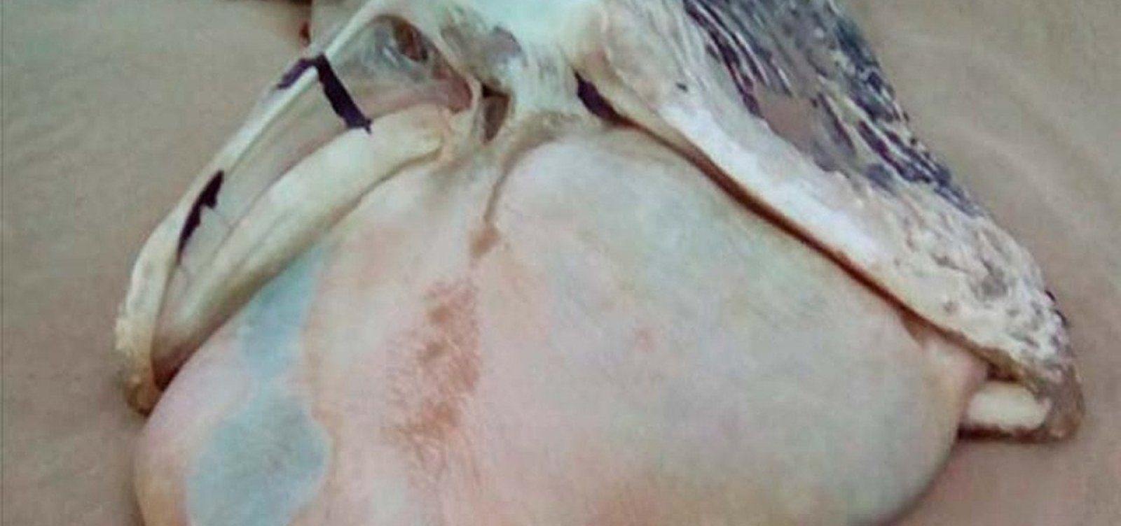 Filhote de baleia jubarte é achado morto em praia de Itacaré