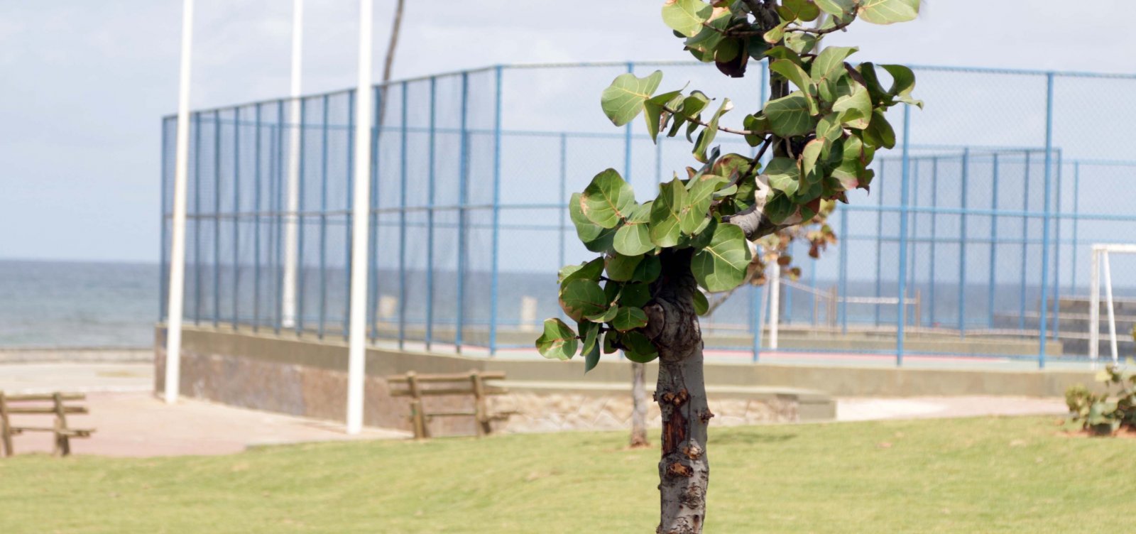 Mais de 50 árvores já foram transplantadas para o Jardim dos Namorados