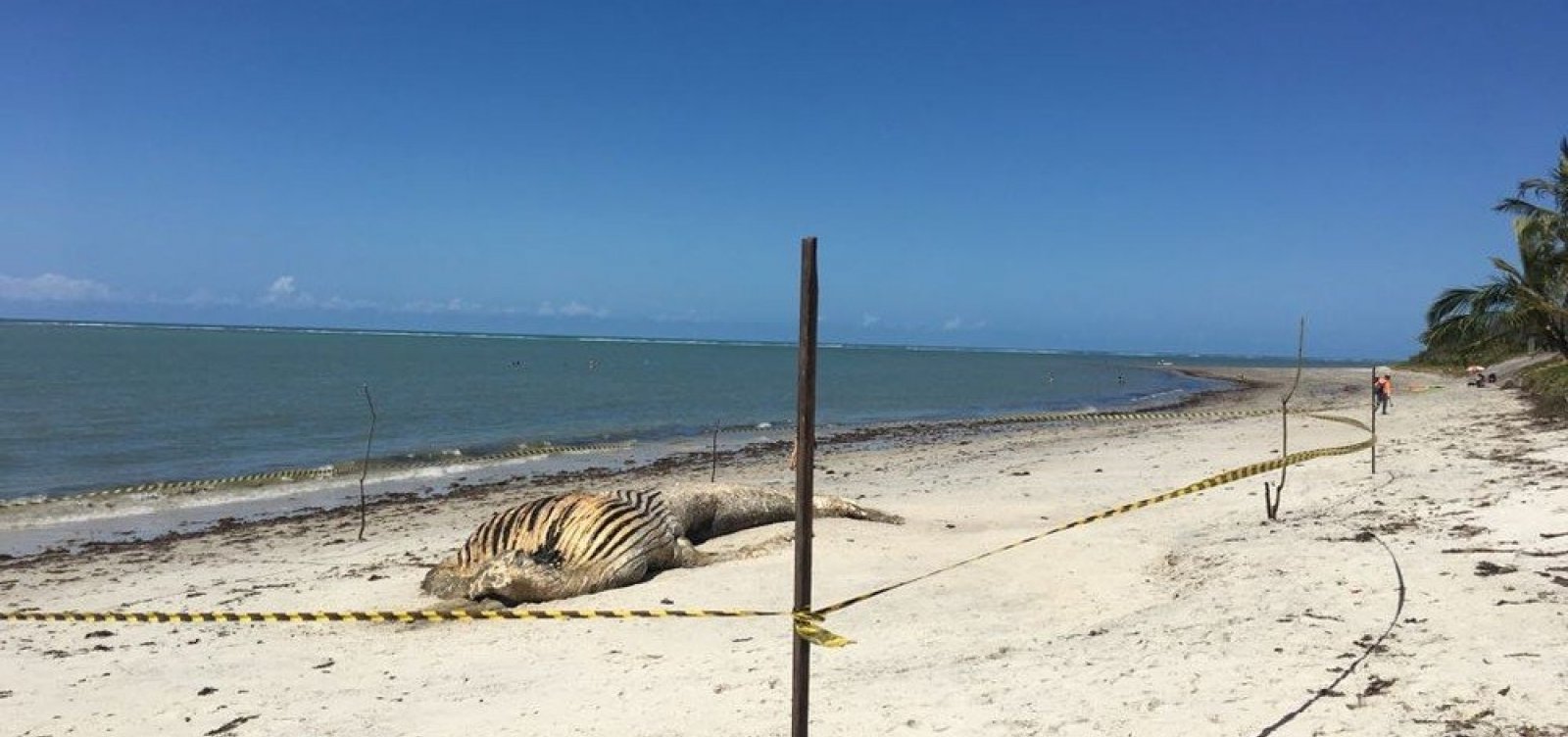 Baleia jubarte é encontrada morta em praia de Porto Seguro