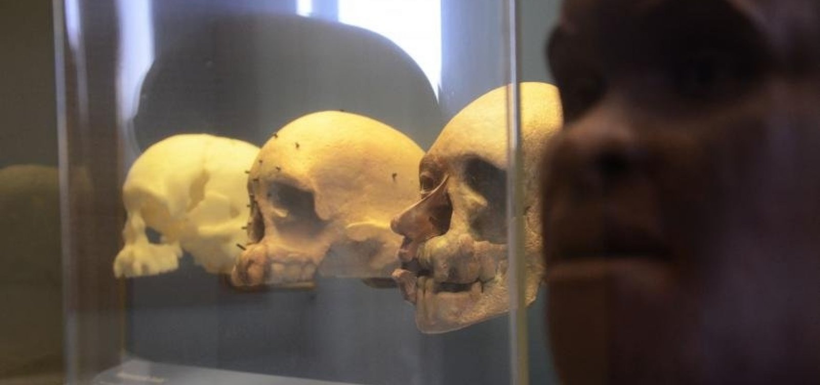 'Luzia morreu no incêndio', lamenta presidente do Iphan após tragédia no Museu Nacional