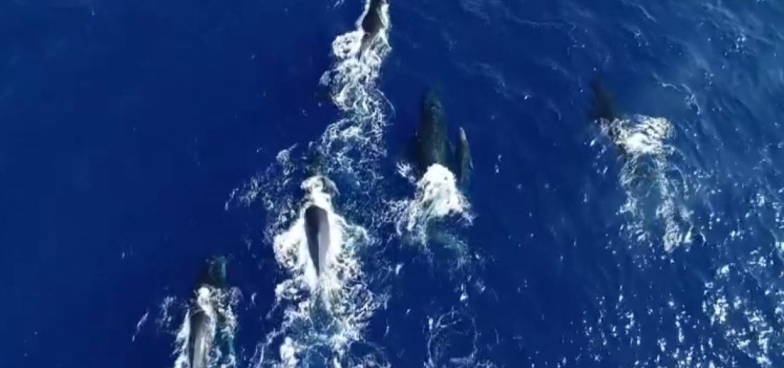 Biólogos usam drone para analisar baleias jubarte em Abrolhos