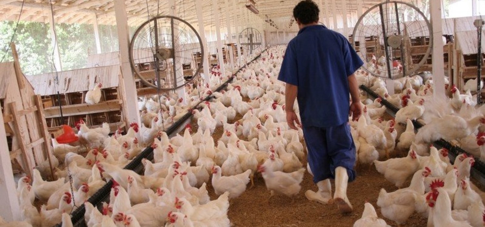 Produção de frango na Bahia aumenta quase 50% em um ano