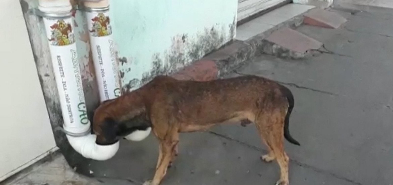 Moradores de Feira criam 'comedouros' coletivos para cães de rua