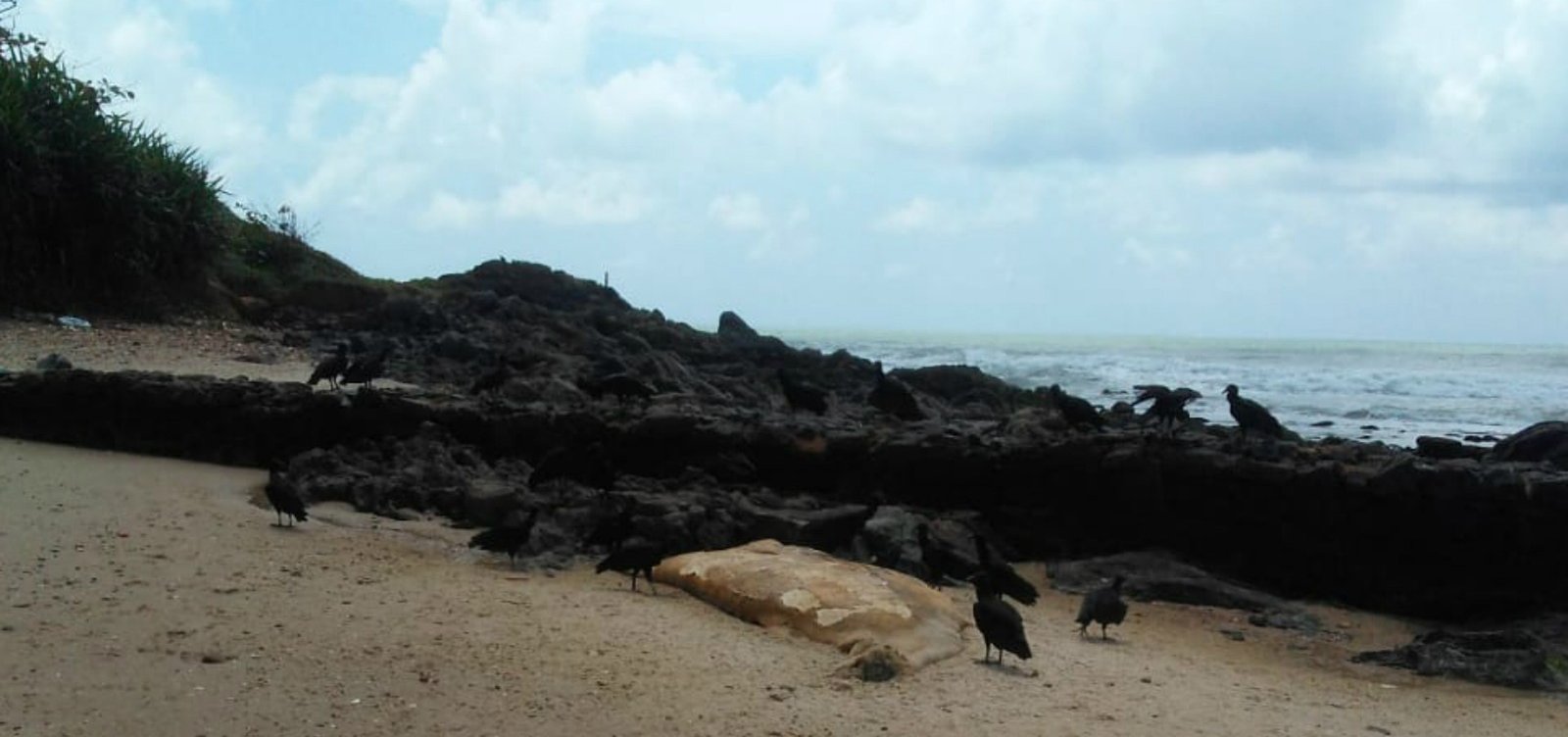 Filhote de baleia jubarte é encontrado morto em Ilhéus