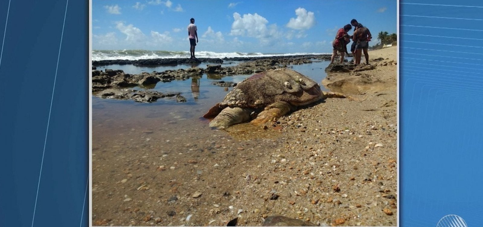 Mais de 100 tartarugas são encontradas mortas na Bahia este ano 
