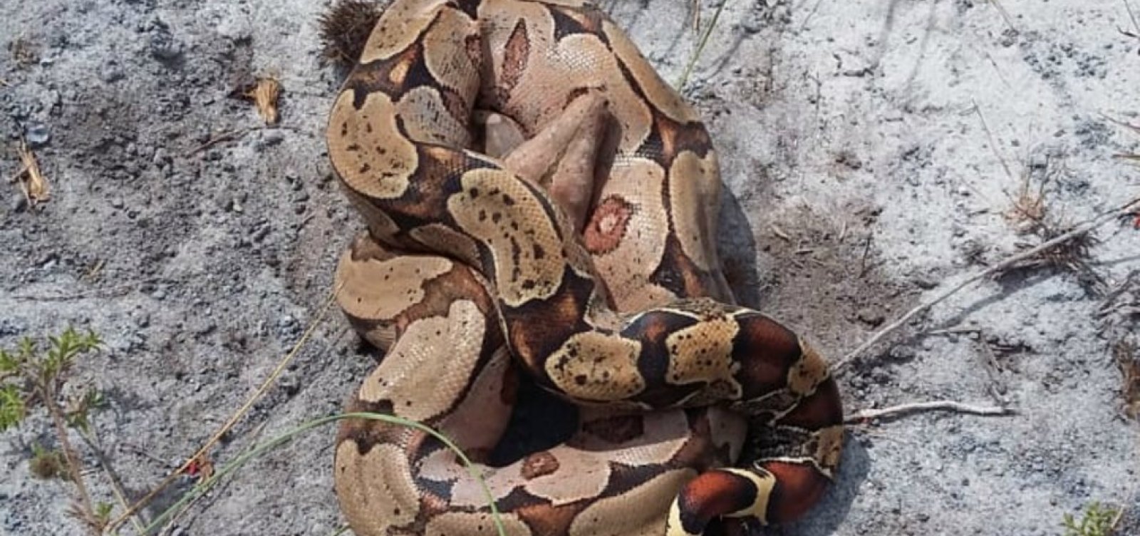 Jiboia é encontrada em portaria de empresa no oeste da Bahia