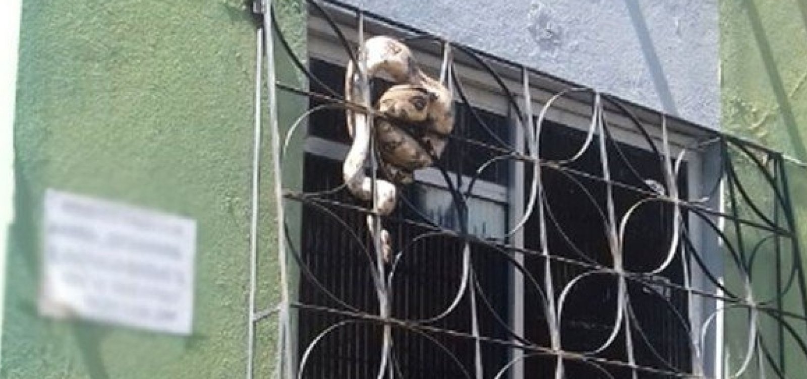 Jiboia de quase dois metros é encontrada em janela de apartamento