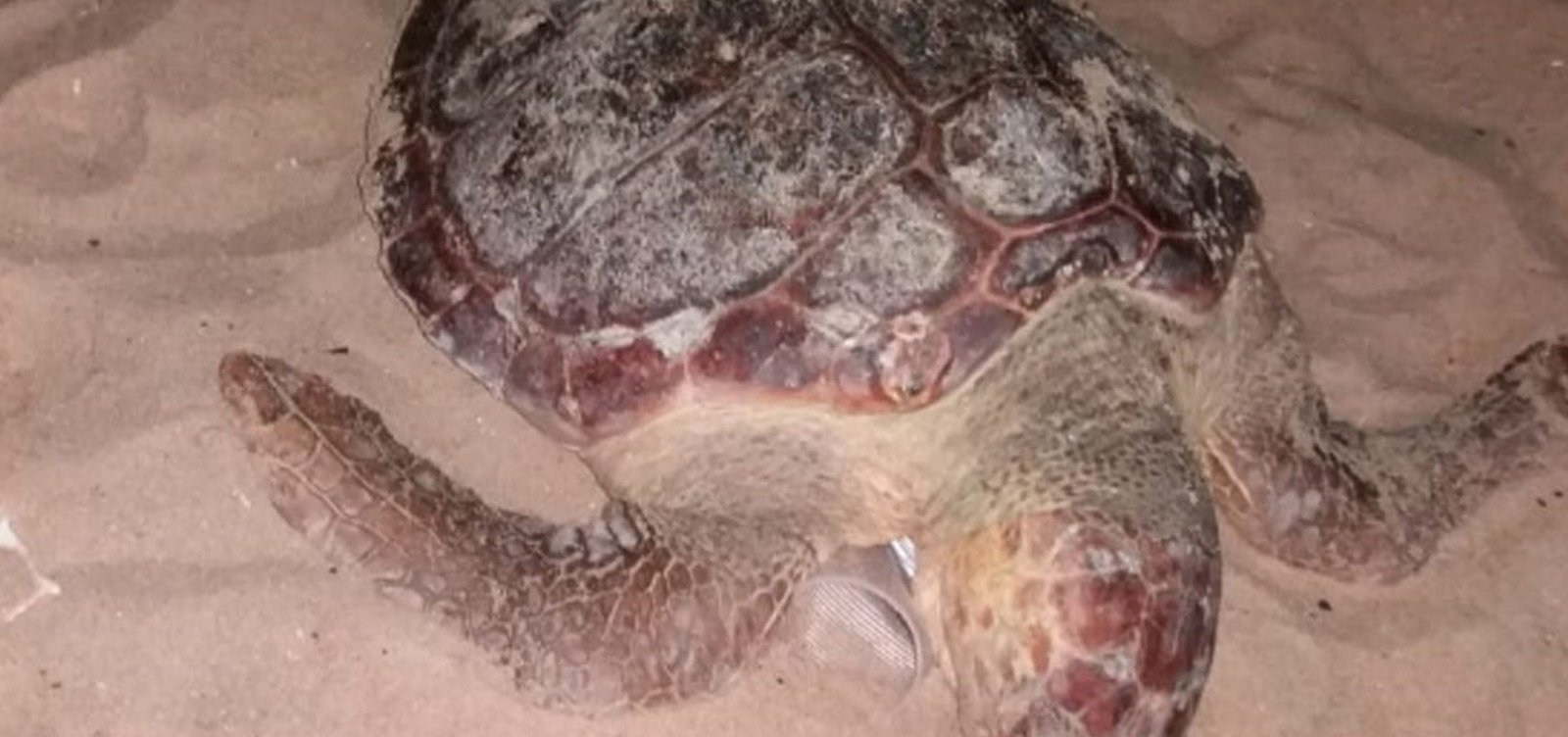 Tartaruga é encontrada morta na praia de Boa Viagem, em Salvador