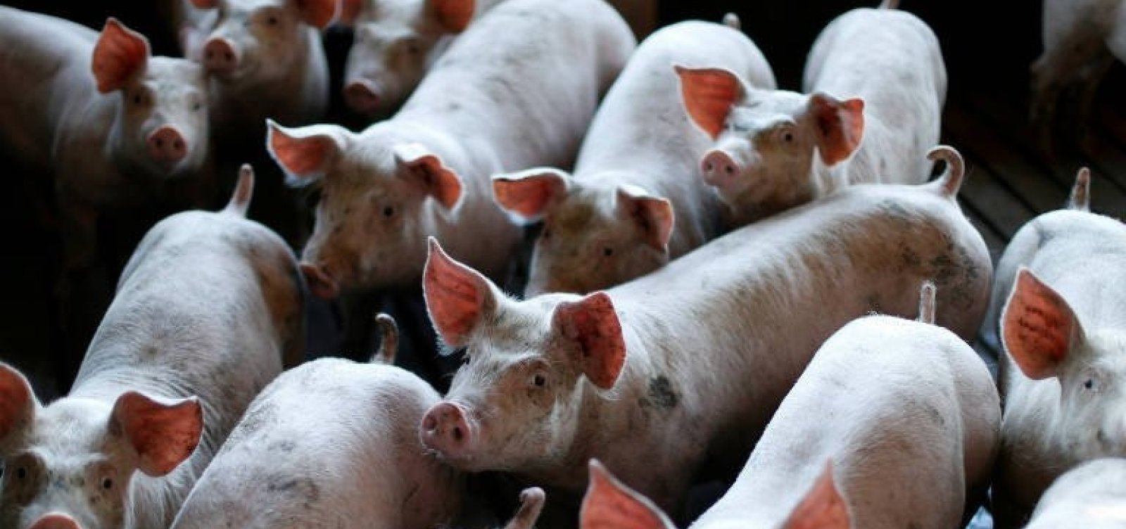 Rússia irá retirar restrições à importação de carnes de fornecedores brasileiros